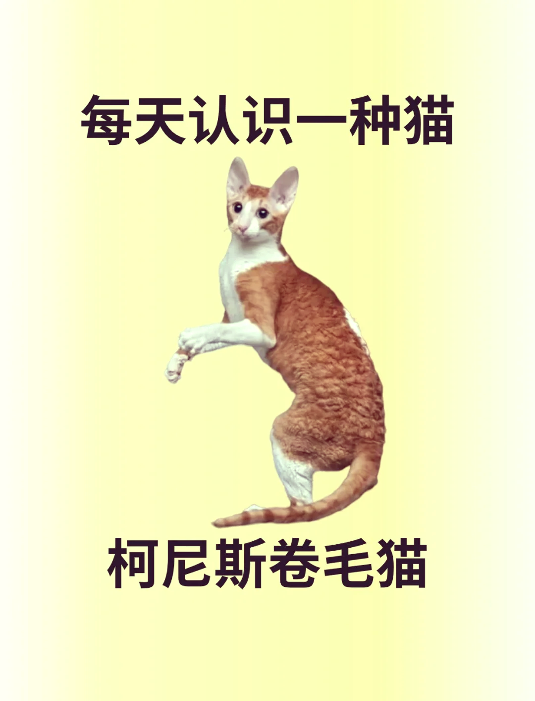 柯尼斯卷毛猫太闹了图片