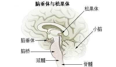 松果体横断图片