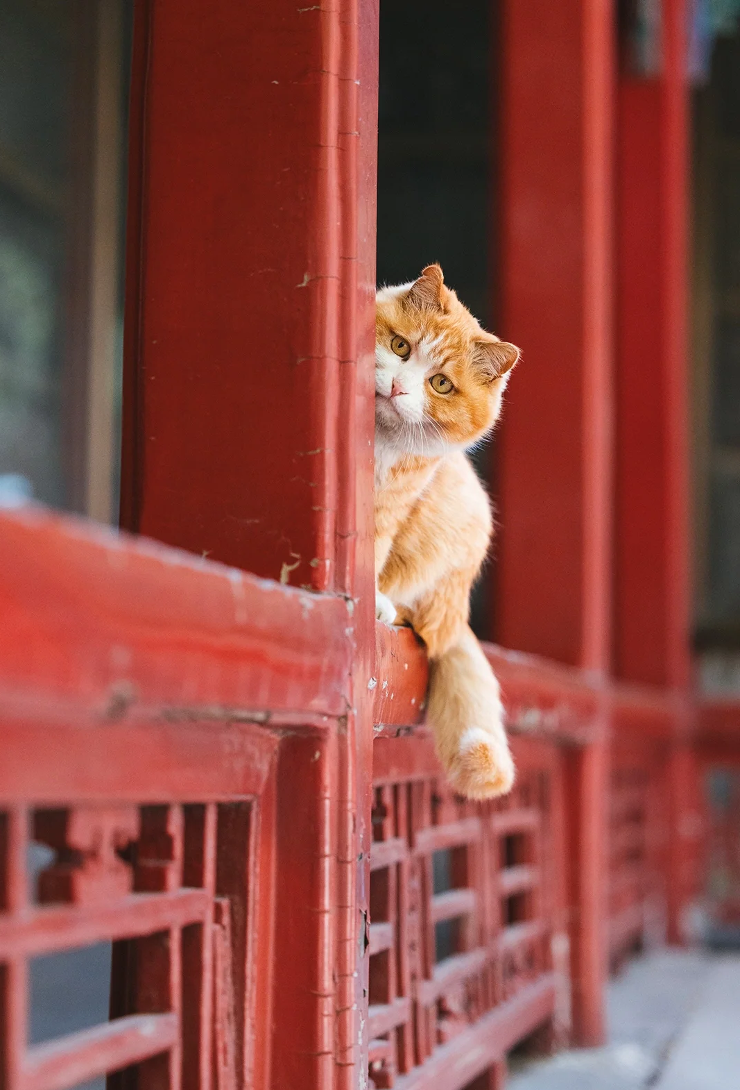 柱子后的狡黠眼神 在故宫的深宫之中,有一只名为帕帕的猫咪,它以硕大