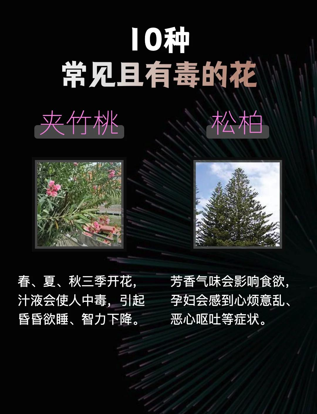 有毒花卉名单图片