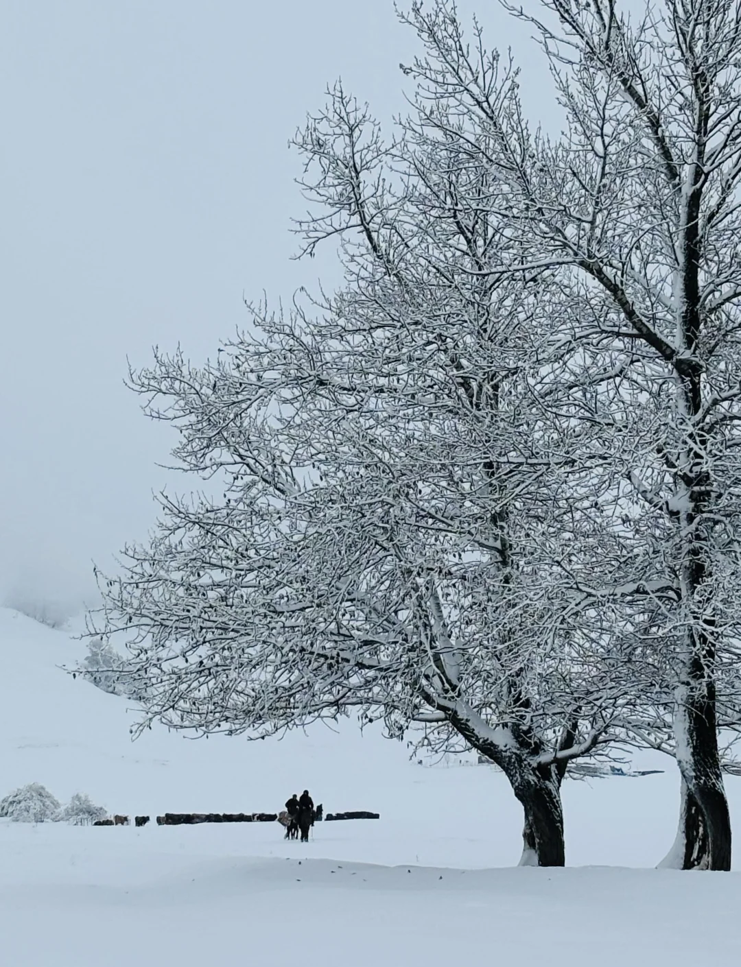 新疆冬季旅行指南:暴雪与美景共舞 新疆的冬天,真的是美得让人窒息.