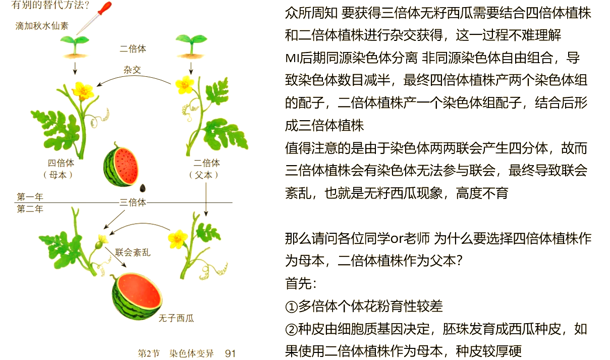 无籽西瓜为何又长籽了?揭秘三倍体奥秘