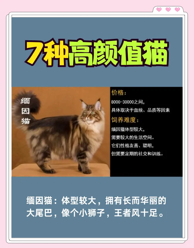 高颜值猫咪品种图片