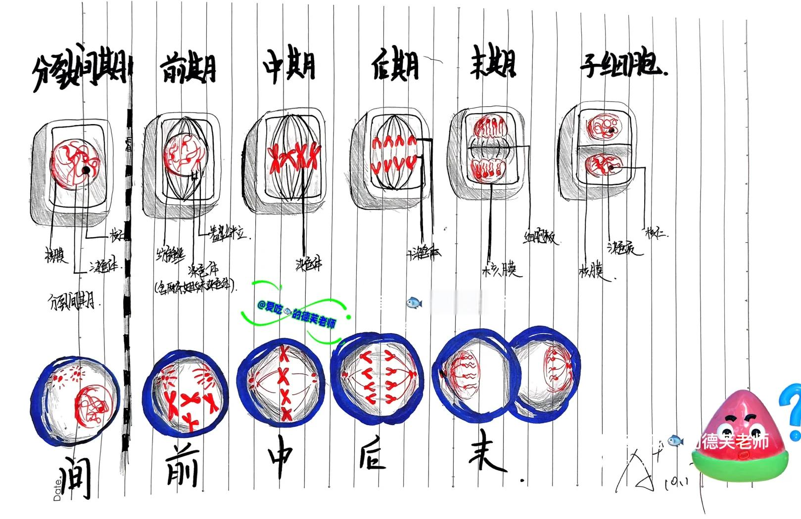 动物细胞有丝过程图图片