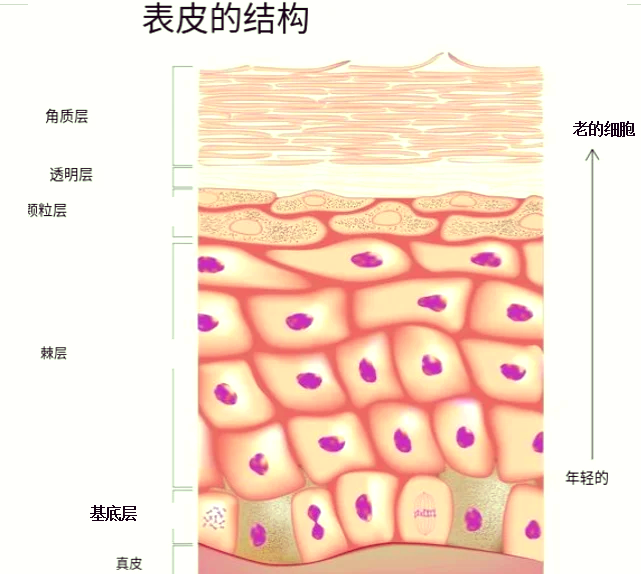 朗格汉斯细胞作用图片