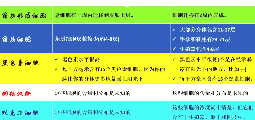 朗格汉斯细胞作用图片