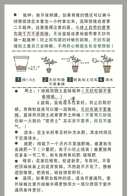 绣球花的修剪方法图片