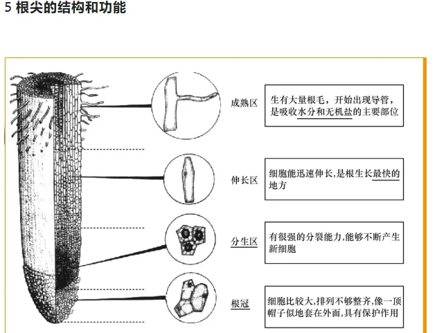 根尖结构图七年级图片