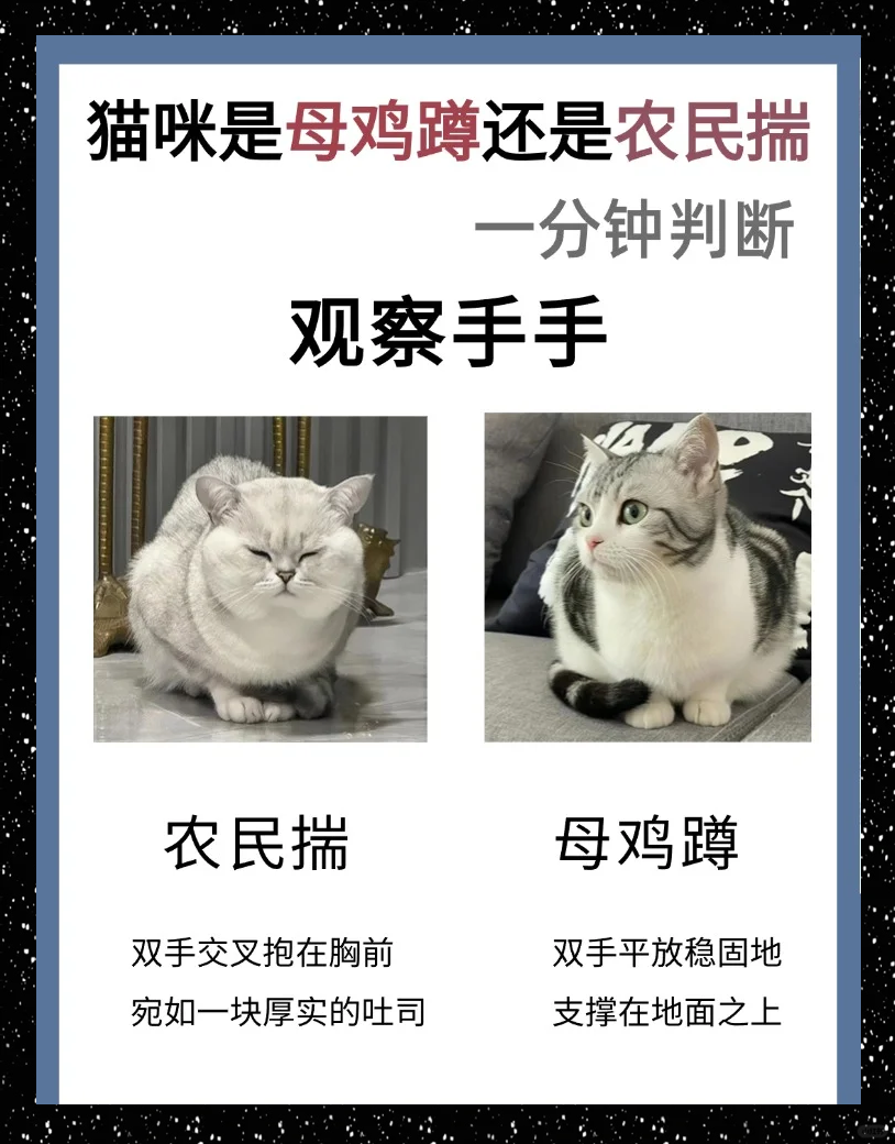 猫咪母鸡蹲和农民揣图片