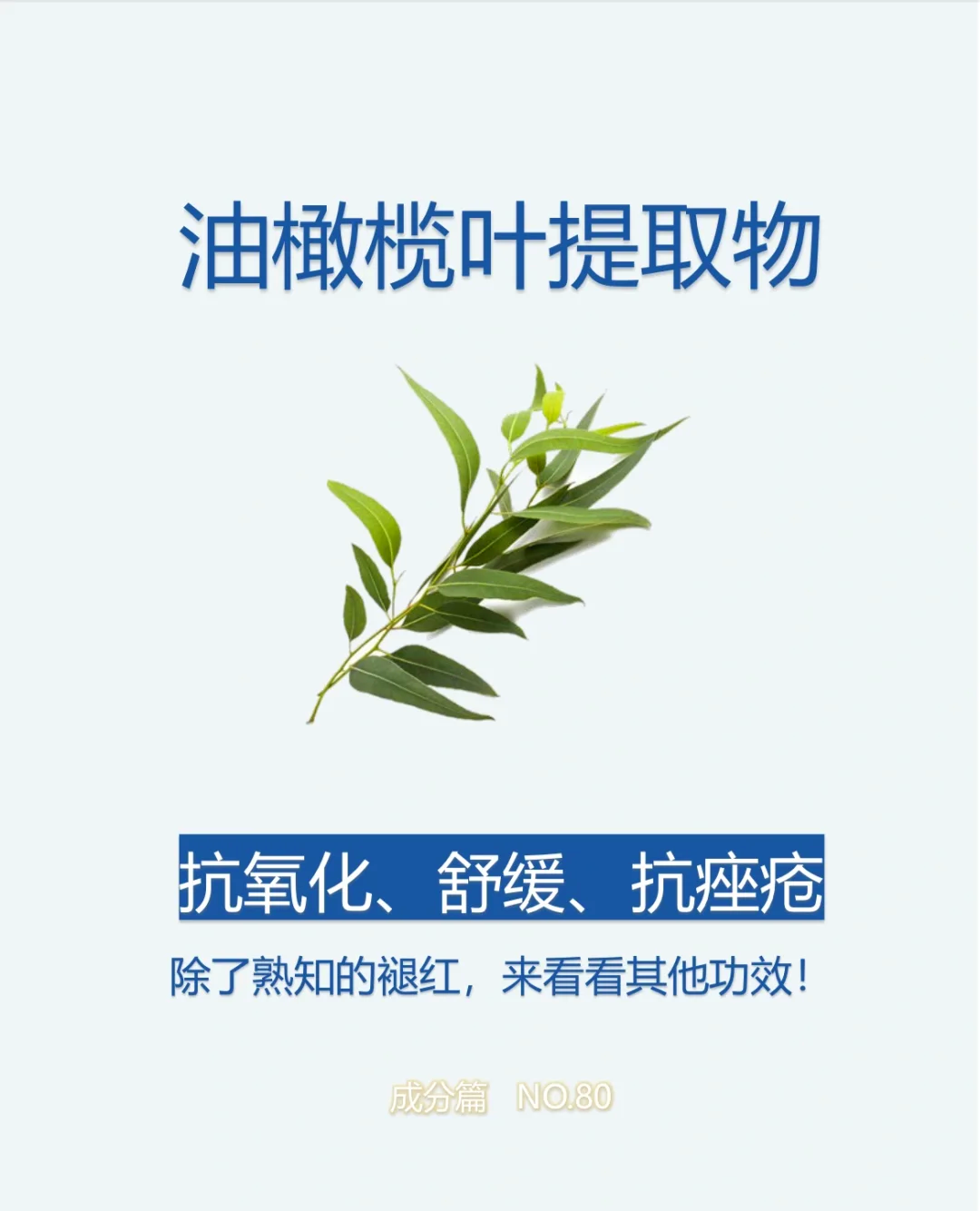 油橄榄叶提取物的五大功效与推荐用量