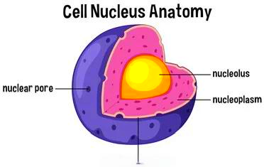 细胞核内部结构图图片