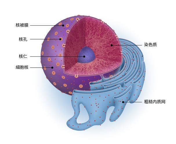 细胞核卡通图片