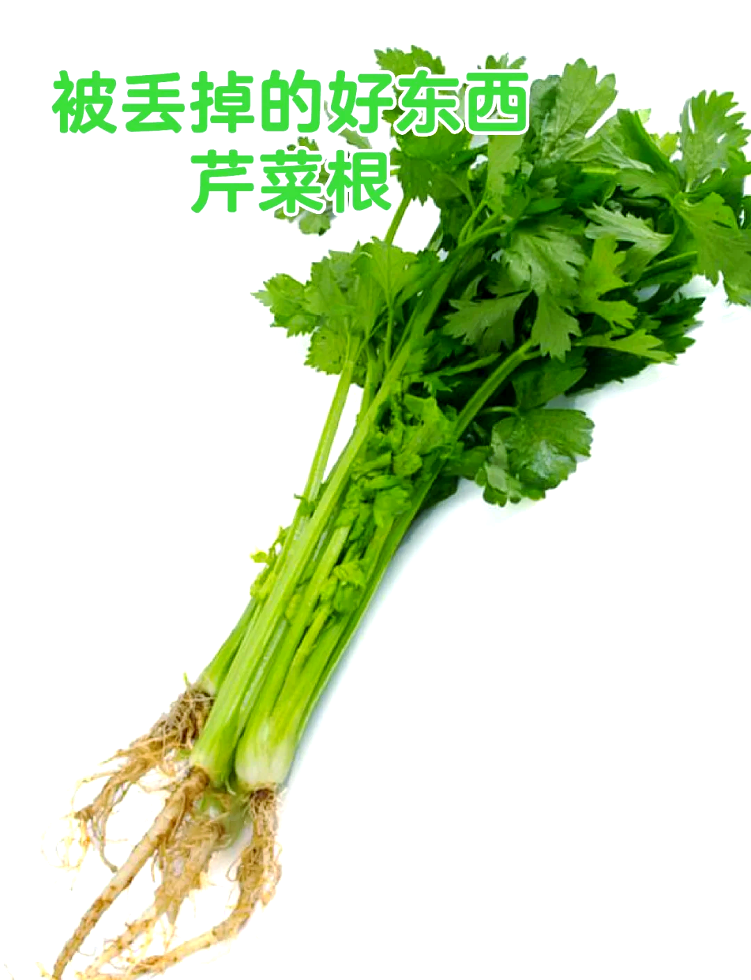 药芹菜根图片