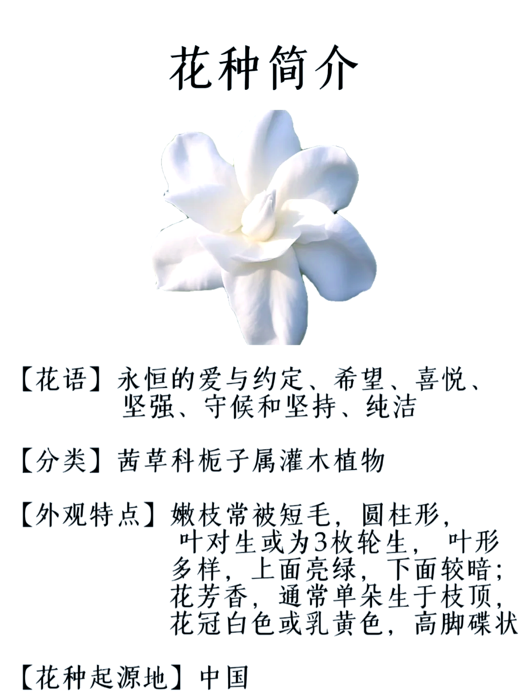 茜草花花语图片