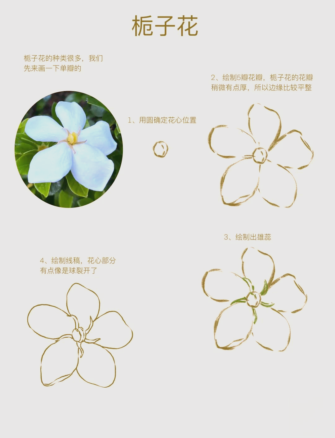 栀子花最简单的画法图片