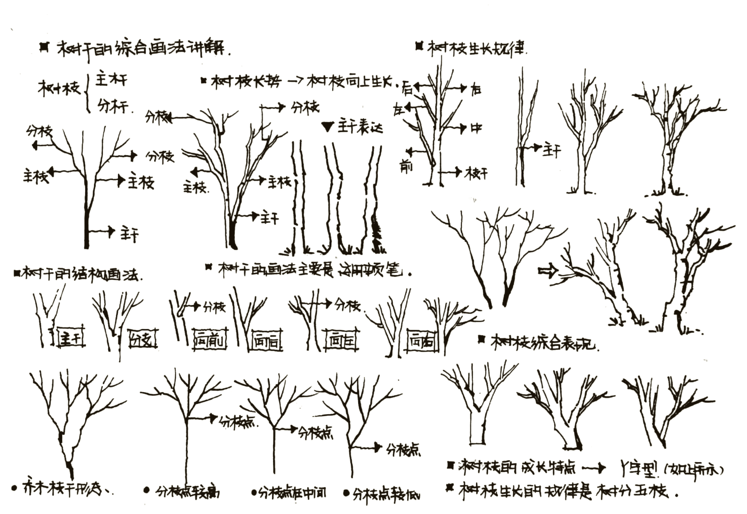 树干的结构名称图解图片