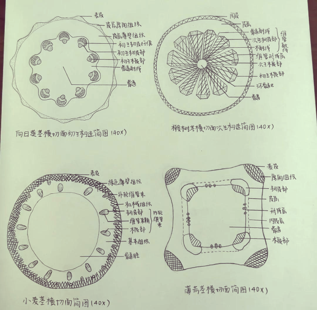 椴树茎横切结构图图片