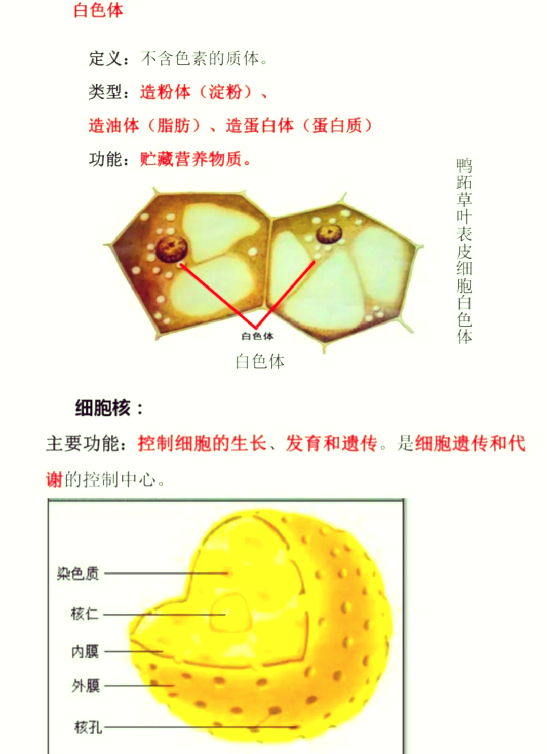 细胞核图解图片