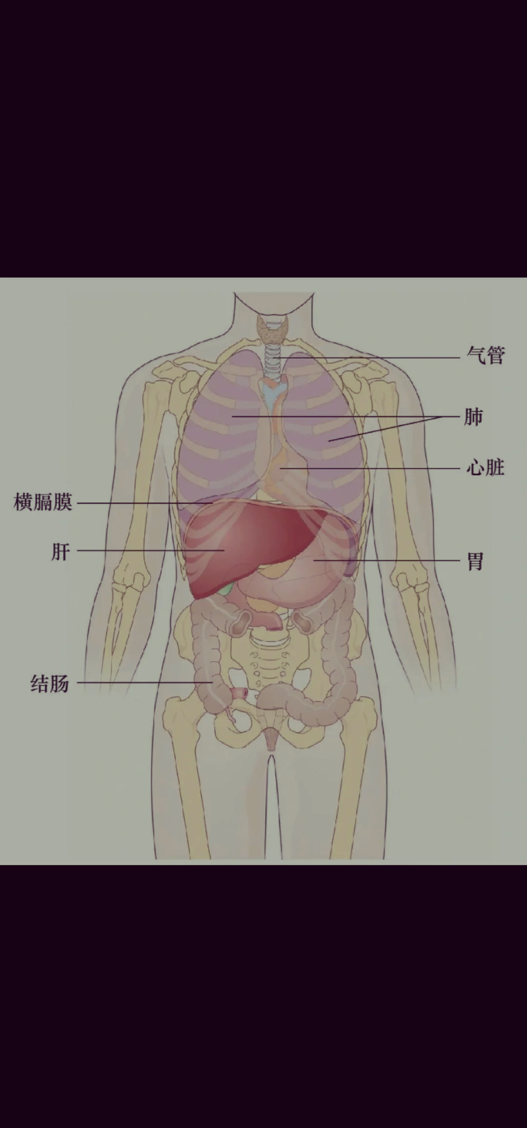 这个位于胸骨底部的神奇器官