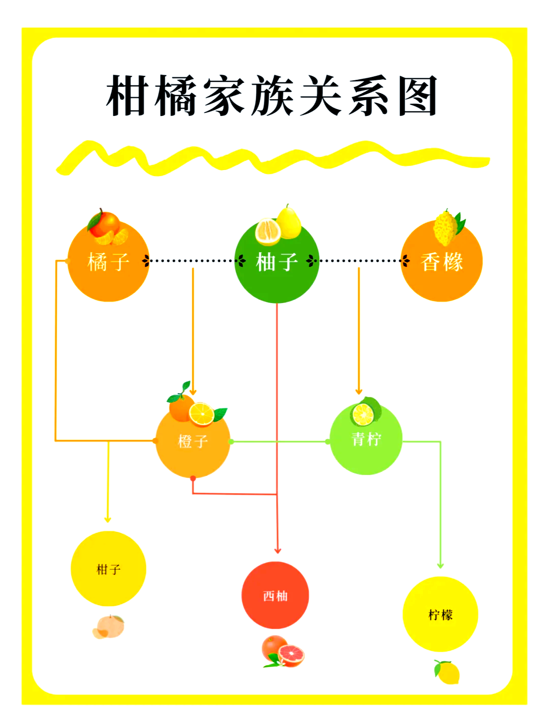 橙子和柚子杂交图片