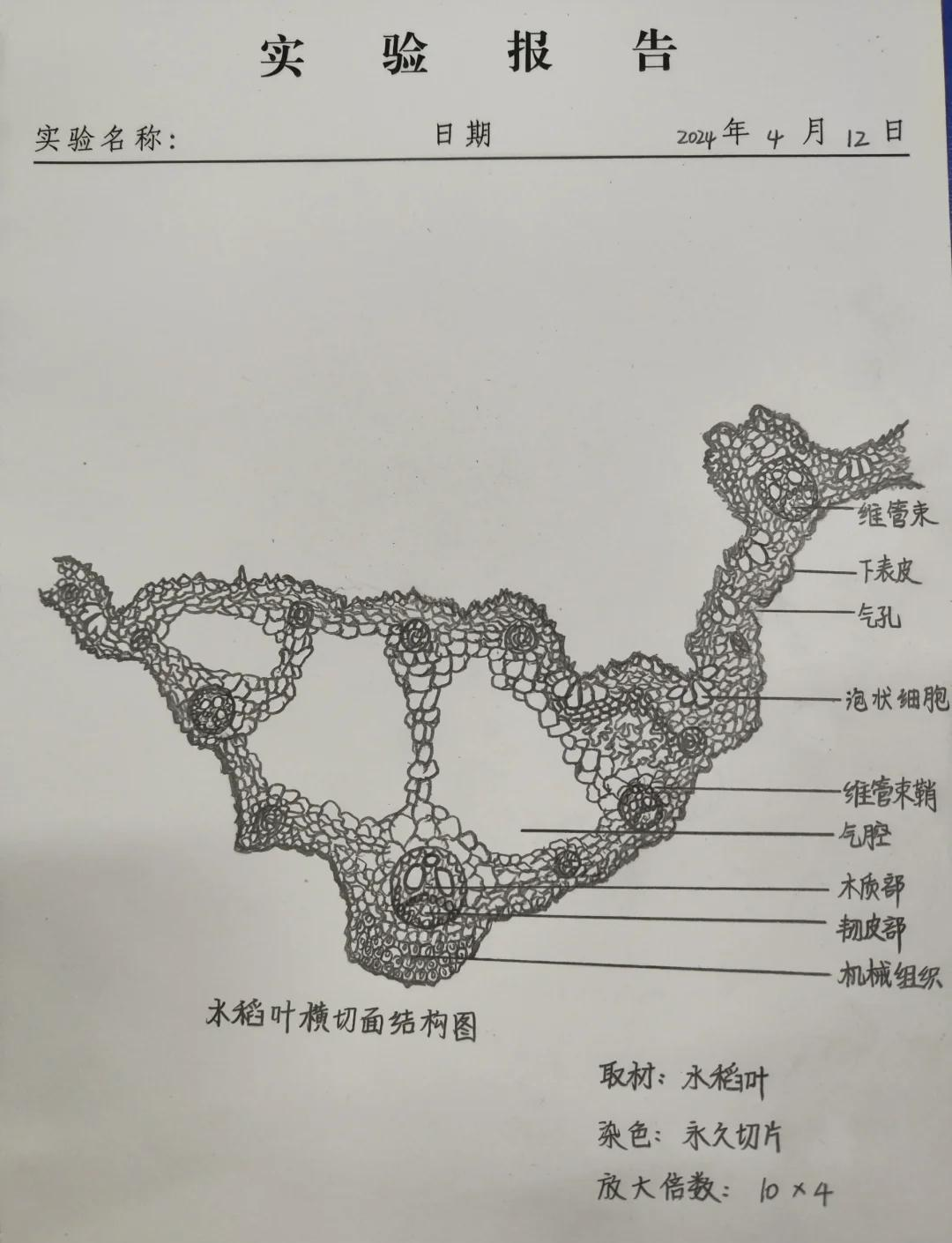 水稻叶横切图结构名称图片