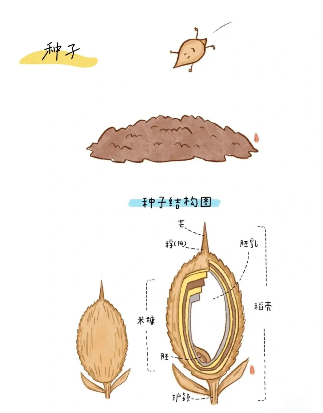 吉洋108水稻种子介绍图片