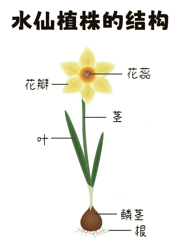 水仙花结构解剖图图片