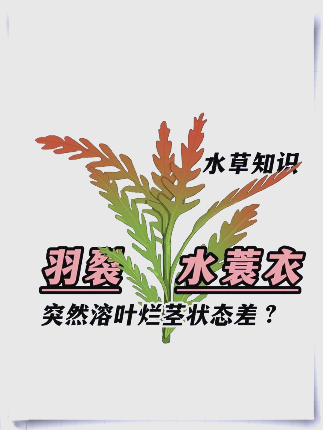 羽裂水蓑衣水上叶转水图片