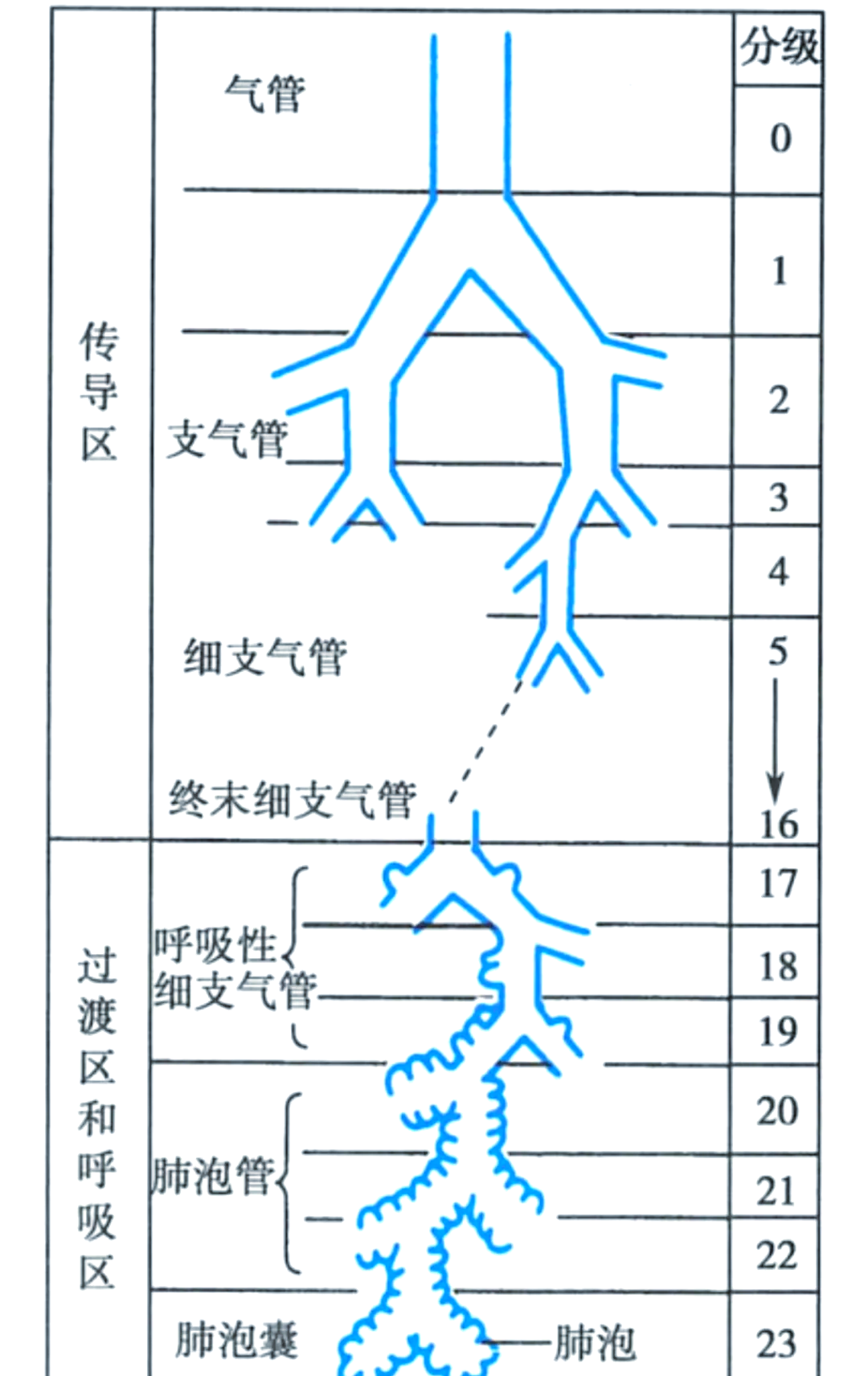 肺支气管结构图片