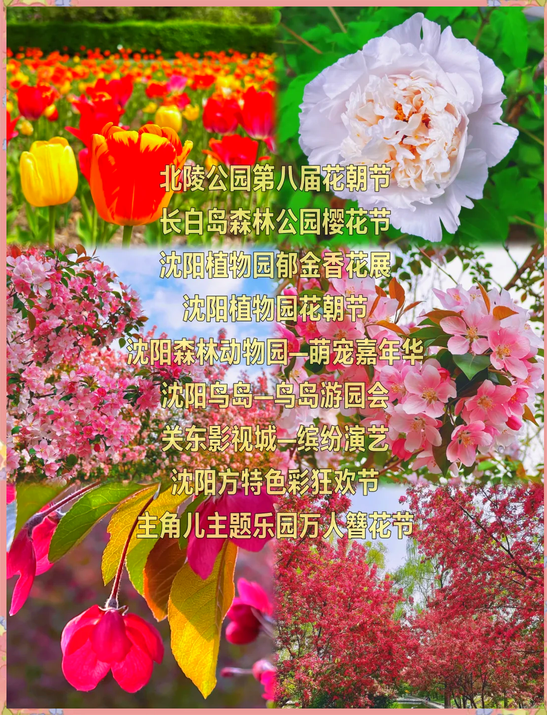 沈阳国际樱花节地址图片