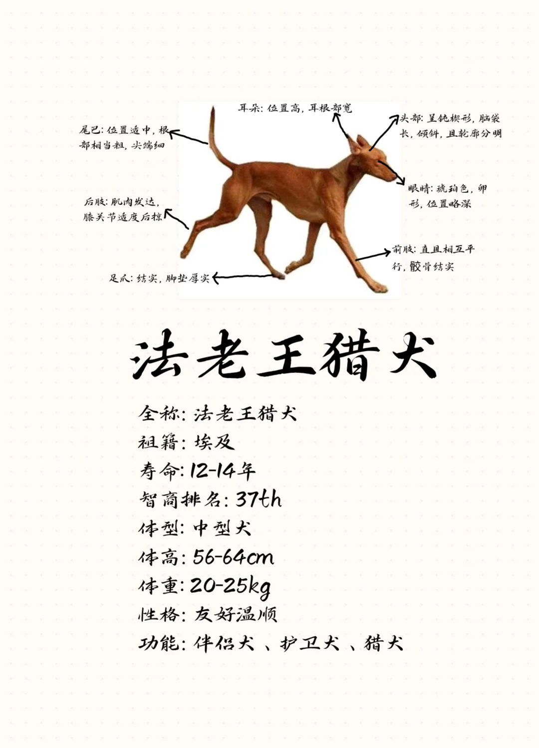 廷达罗斯猎犬的弱点图片