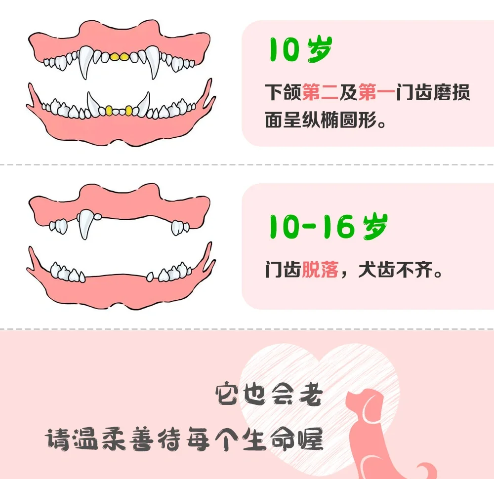 如何判断幼犬几个月了图片