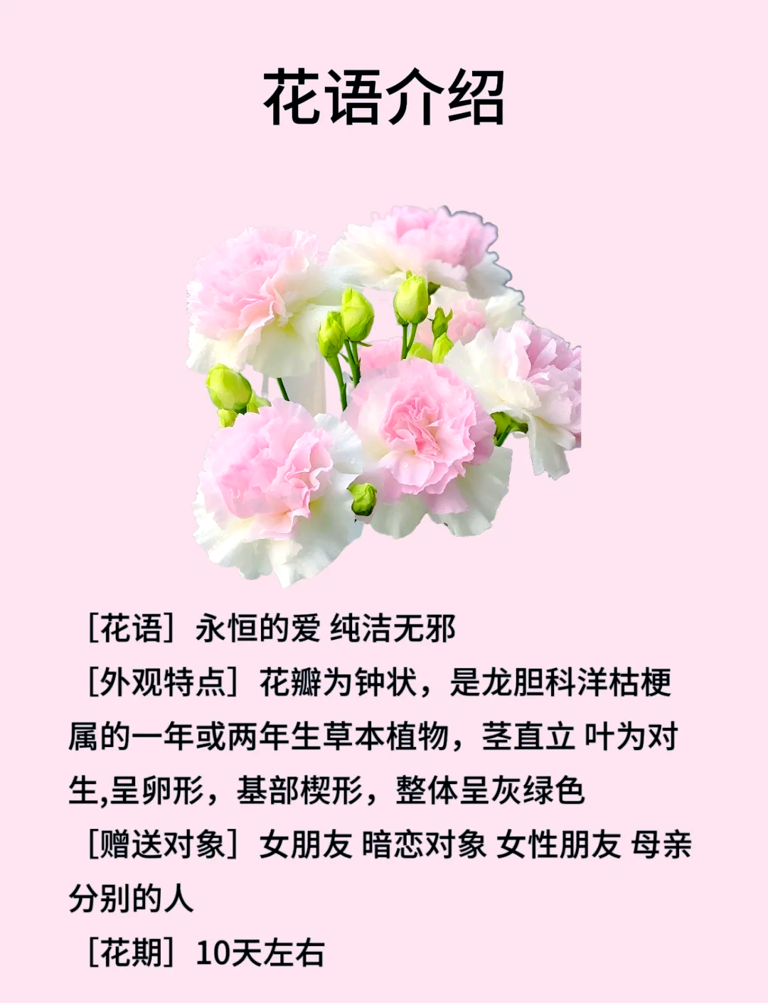 洋桔梗花的花语和传说图片