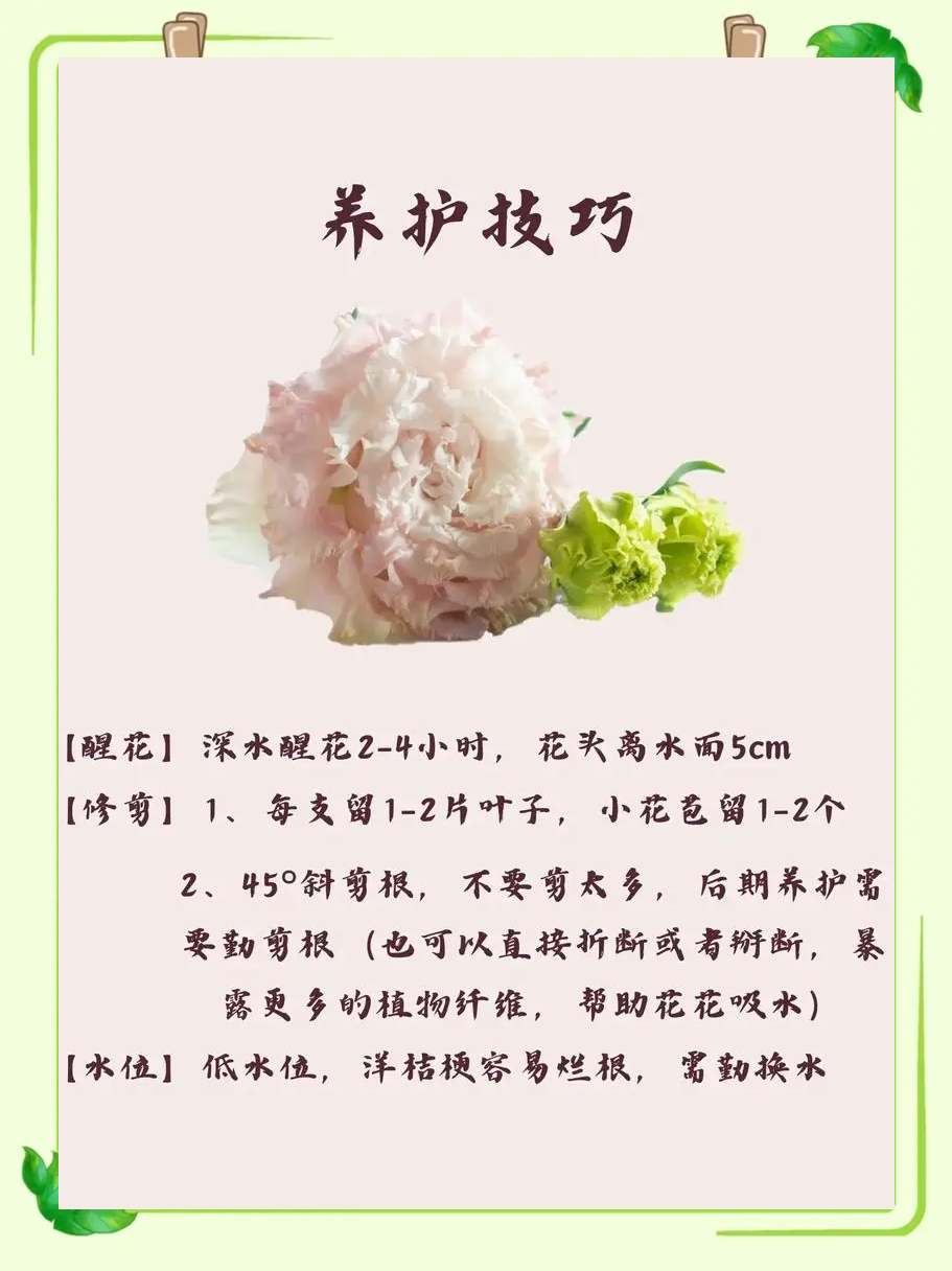 洋桔梗花的花语和传说图片