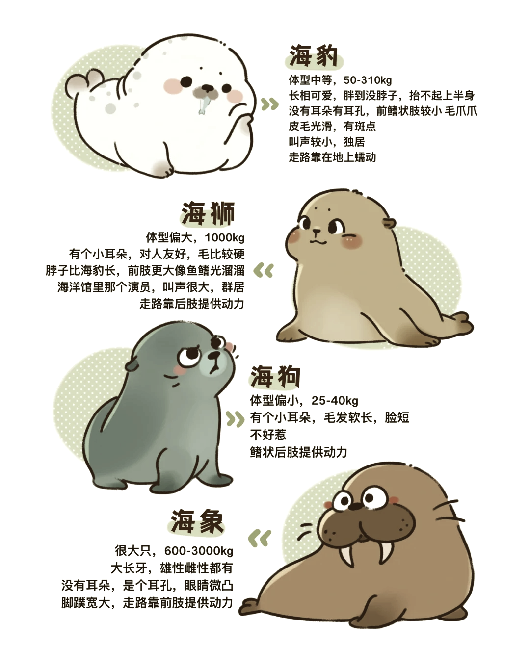 seal海豹简笔画图片