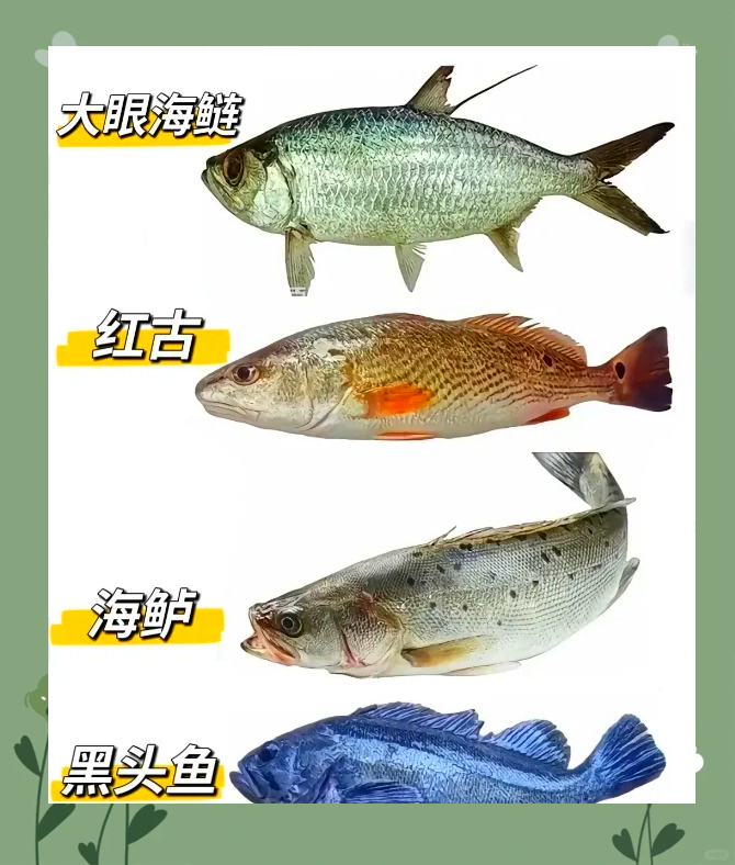 鱼类大全名字海洋生物图片