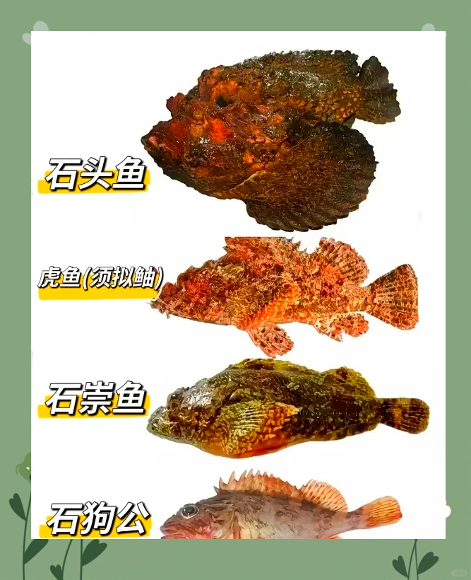 鱼类大全名字海洋生物图片