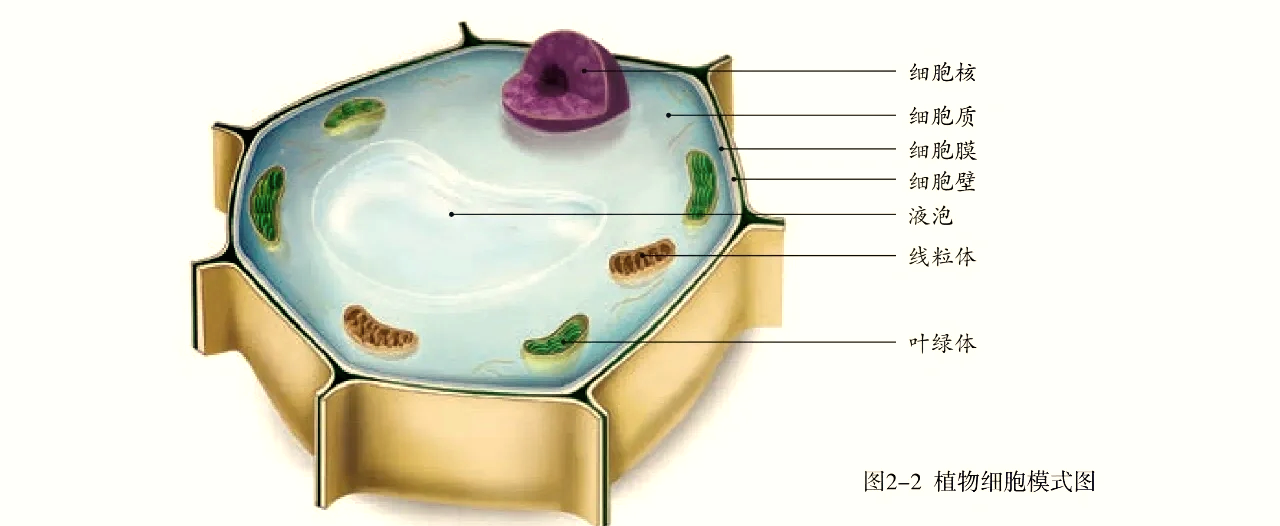 混合性腺泡图片