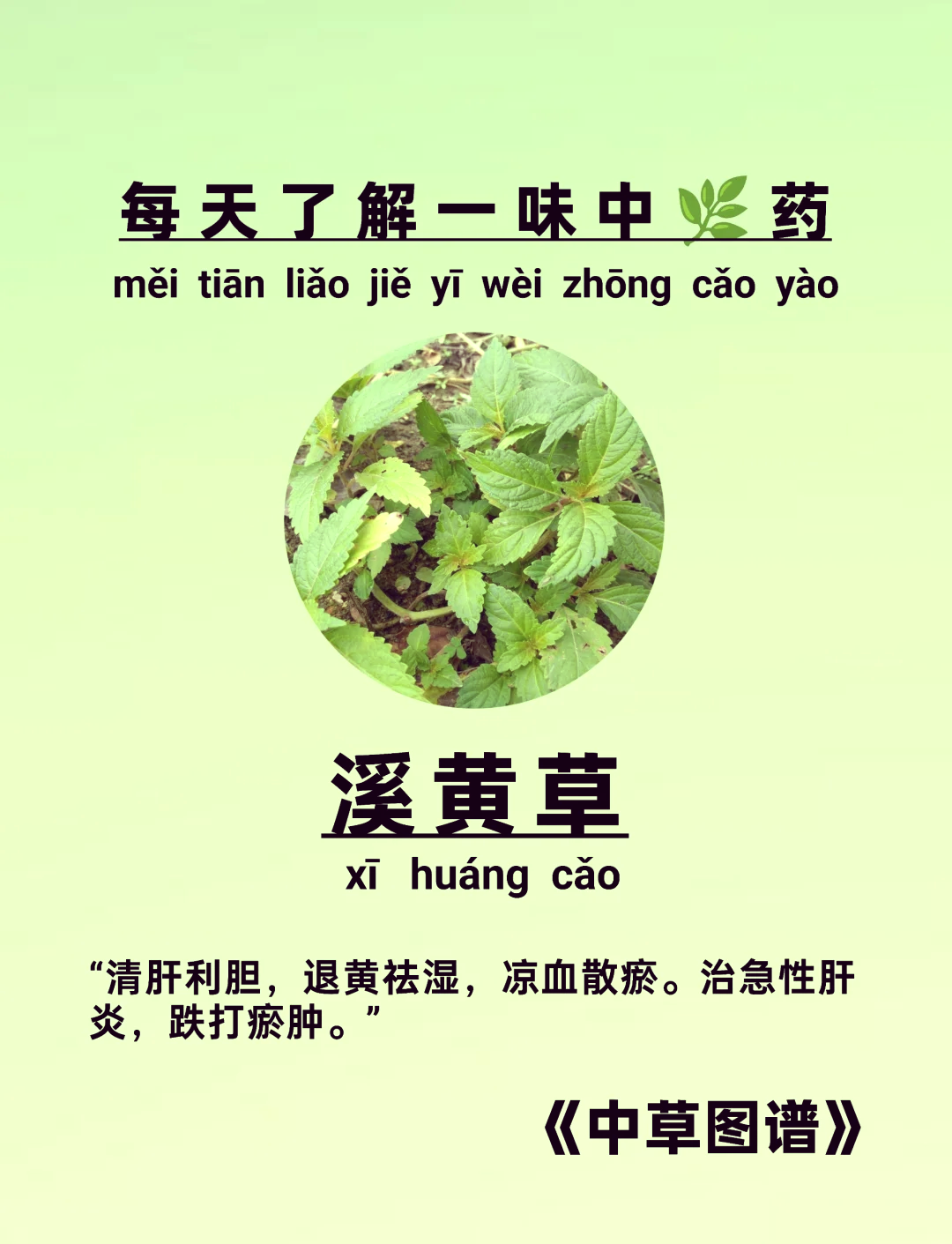 解毒草的别名图片