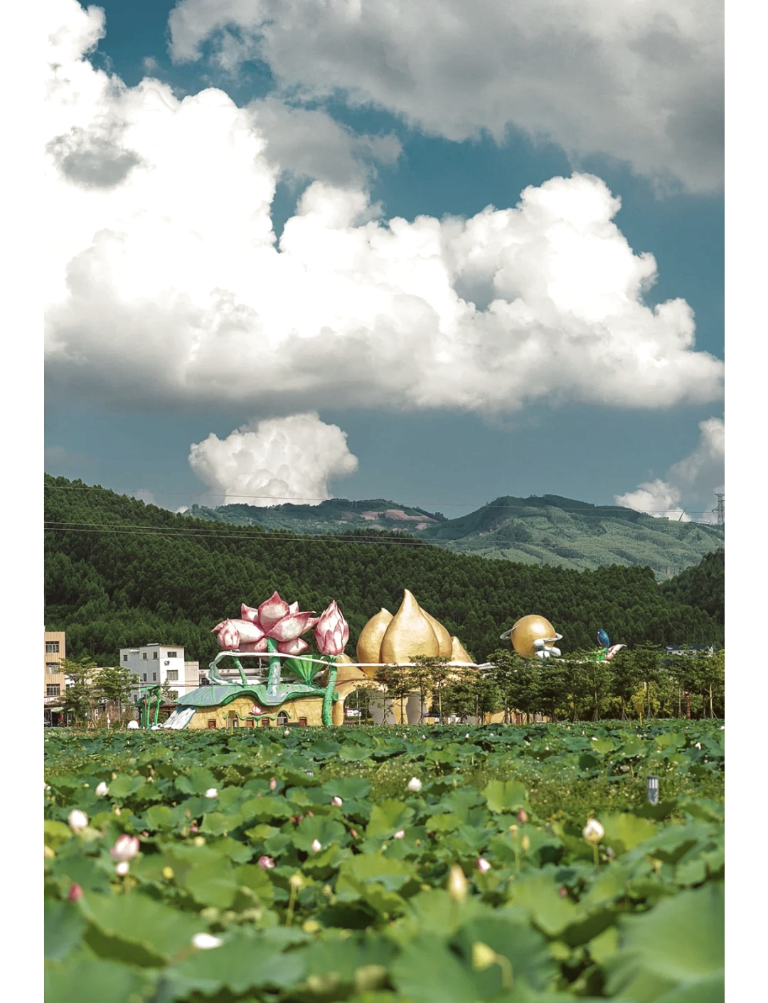 覃塘区荷花风景区介绍图片