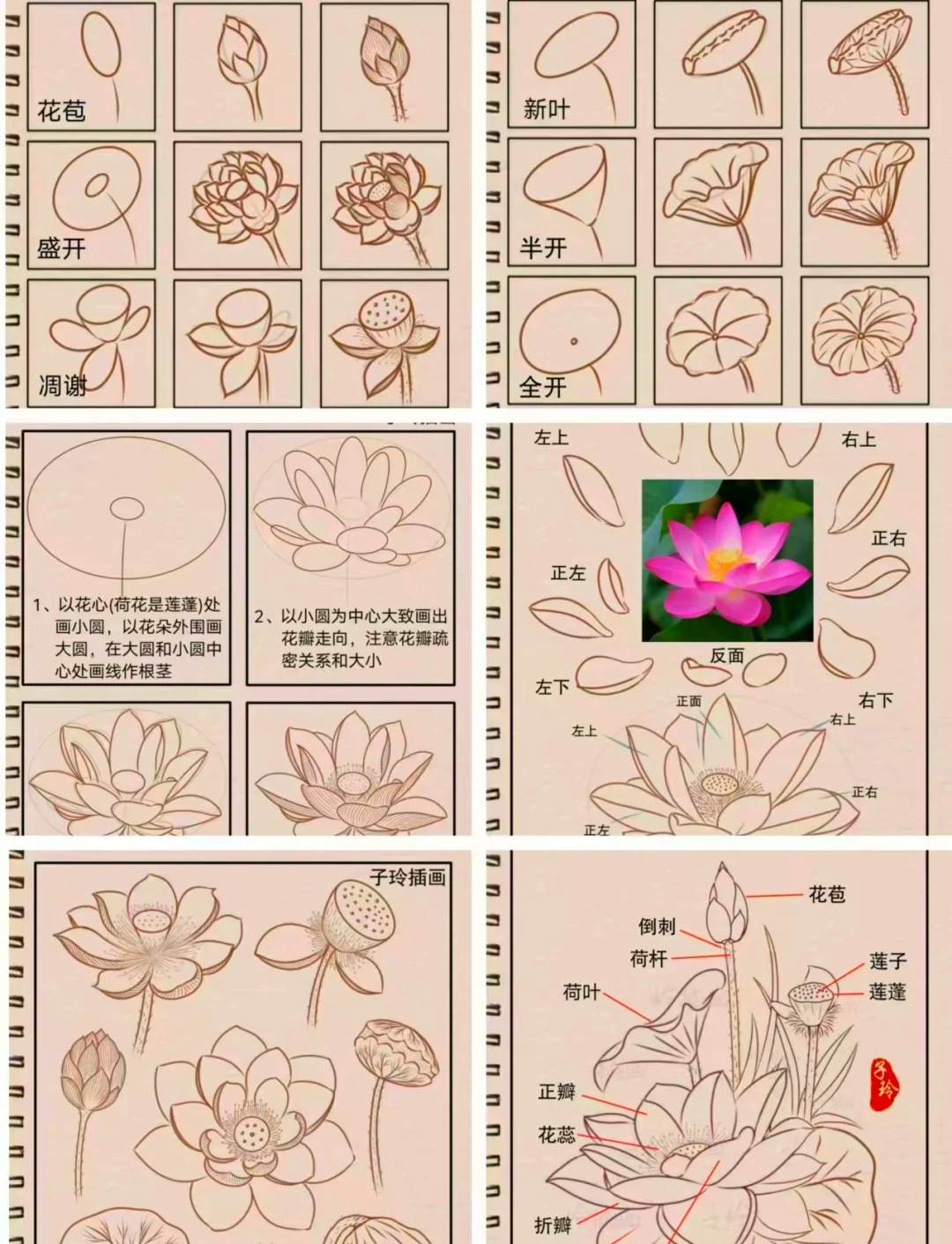 零基础学画画 荷花绘画教程合集 94