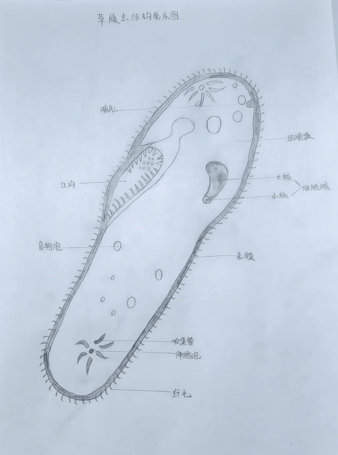 🌿草履虫与种子结构探秘🌱