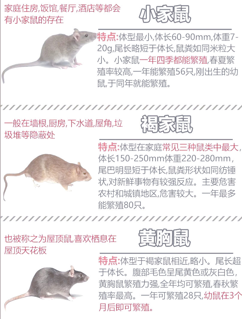 🐭老鼠的危害你知道吗?