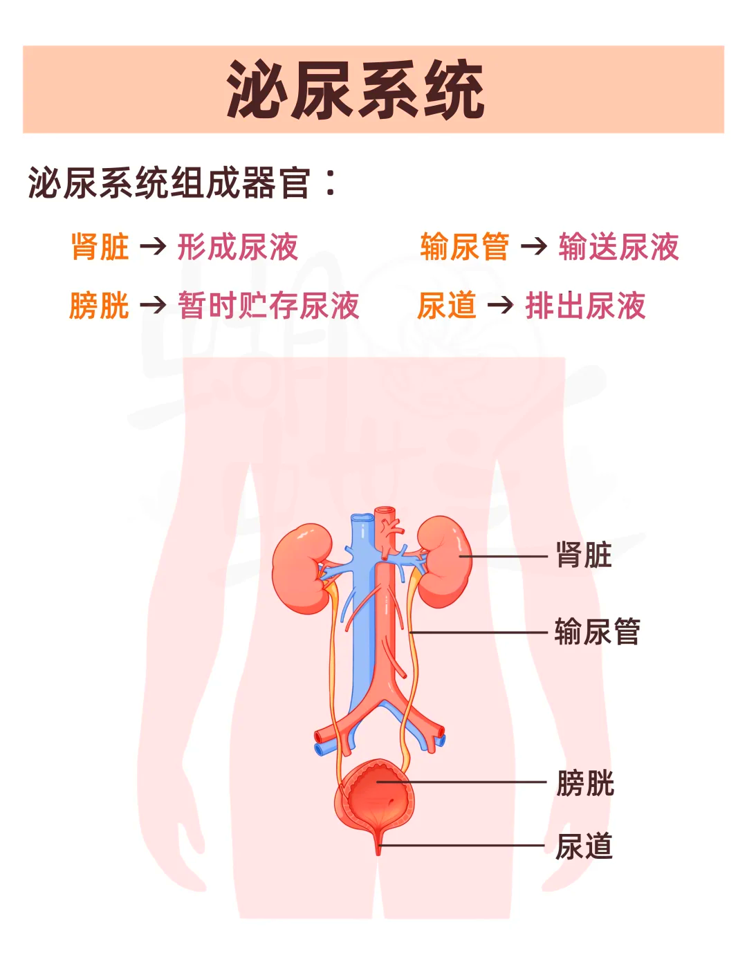 肾的毗邻器官图片