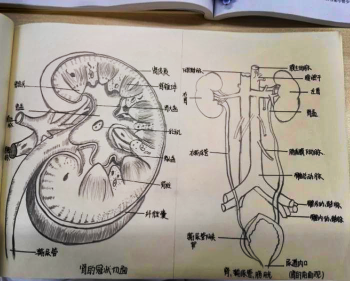 肾单位简笔画图片