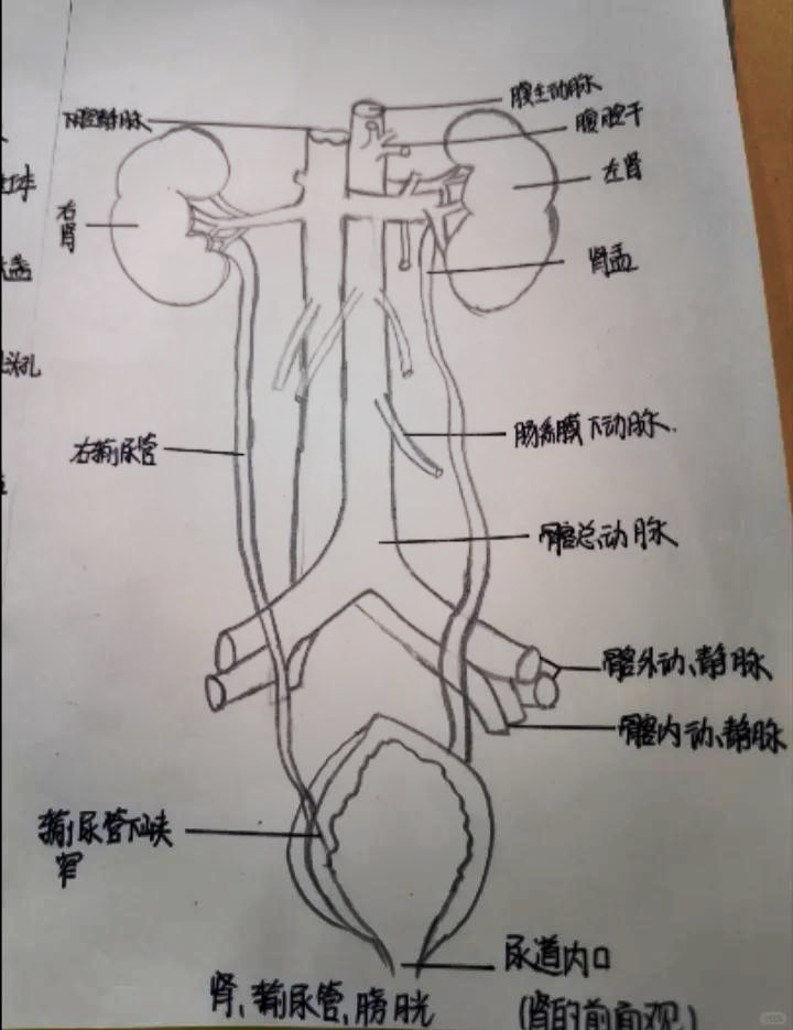 肾单位简笔画图片