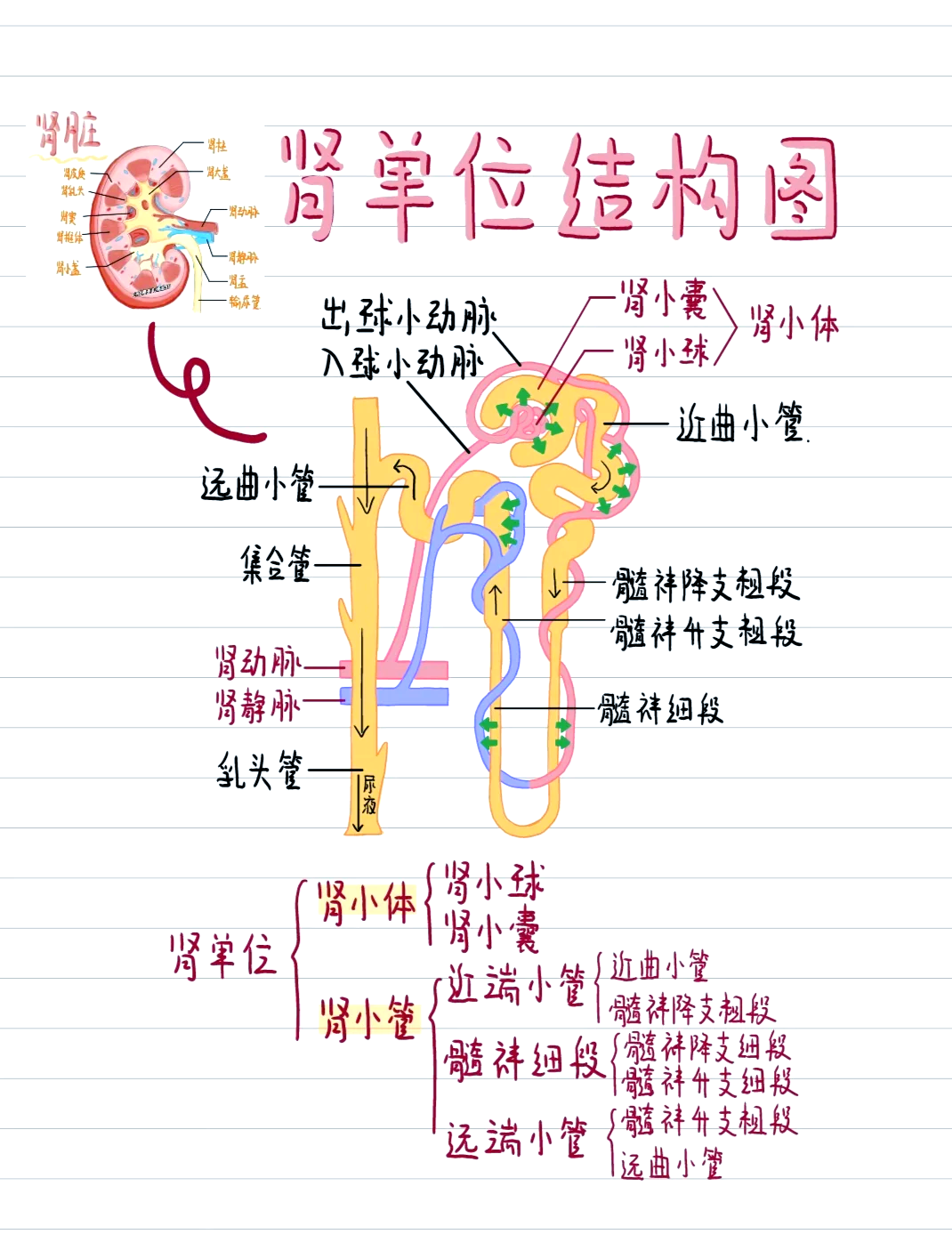 肾单位简笔画图片