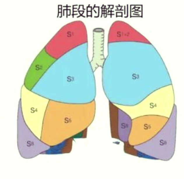 左肺舌叶位置示意图图片