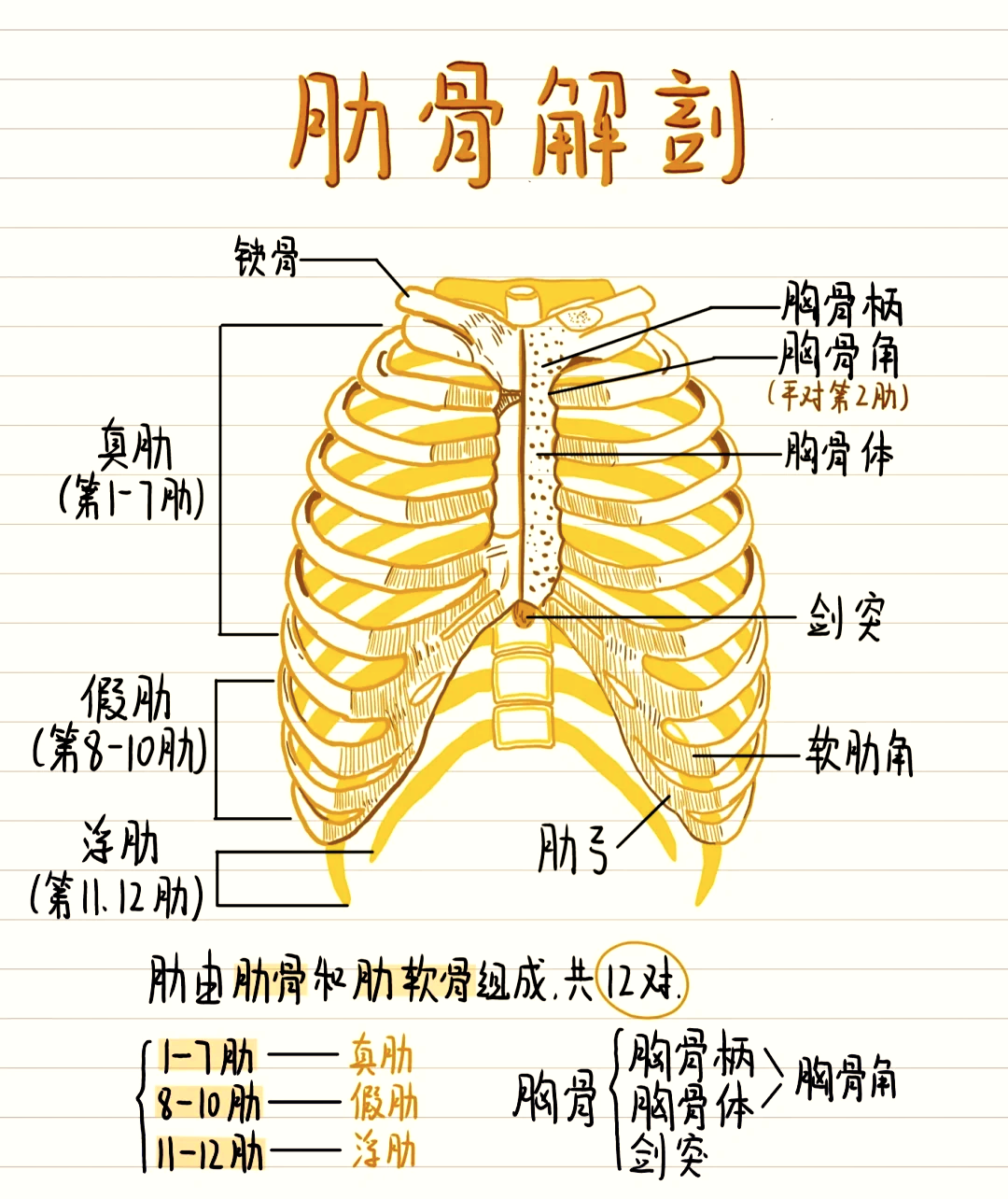 肺与肋骨的位置图图片