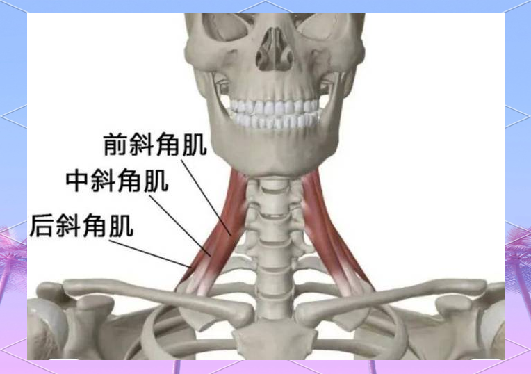 头上斜肌图片